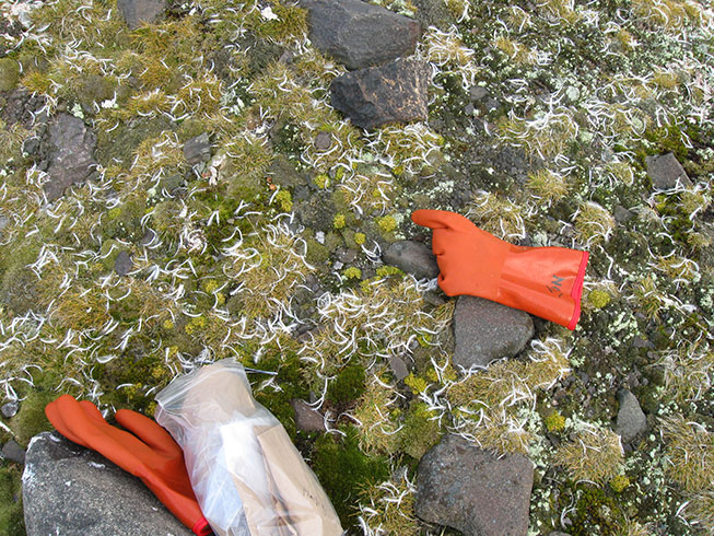 Collecting Colobanthus plants King George Island, Antarctica